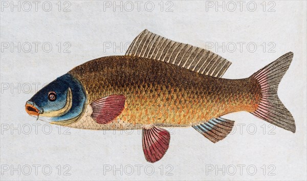 Common carp