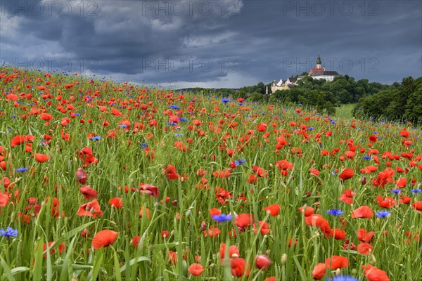 Thunderstorm over monastery Andechs with poppy field and cornflowers