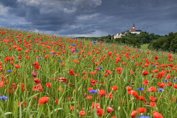 Thunderstorm over monastery Andechs with poppy field and cornflowers