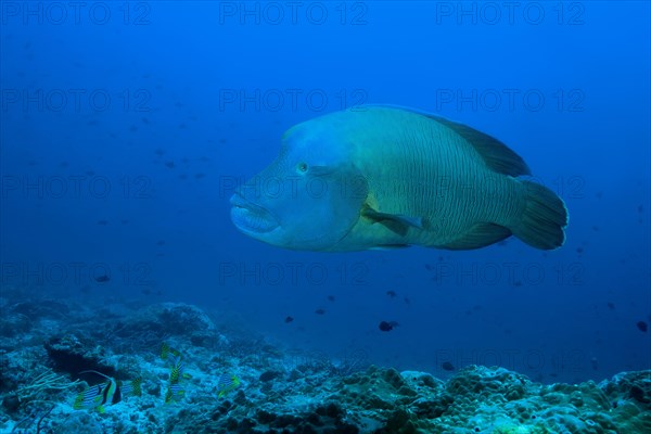 Napoleon Wrasse or Humphead Wrasse