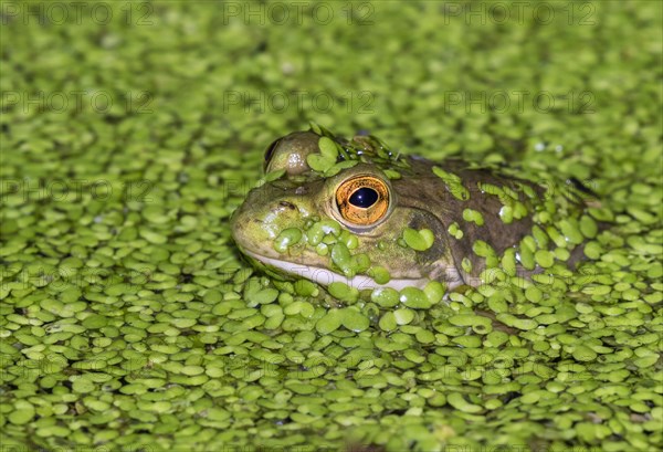 American bullfrog