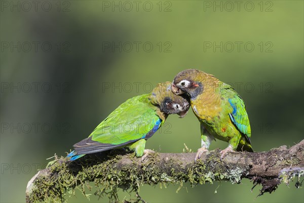 Brown-hooded Parrots