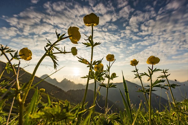 Sunrise behind meadow with Globeflowers