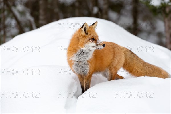 Red Fox