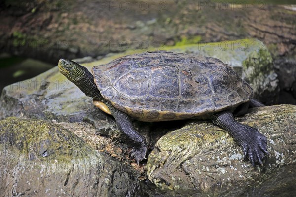 Chinese stripe-necked turtle