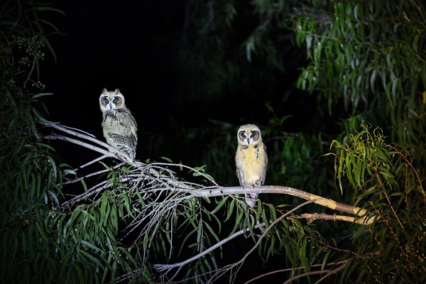 Striped owls