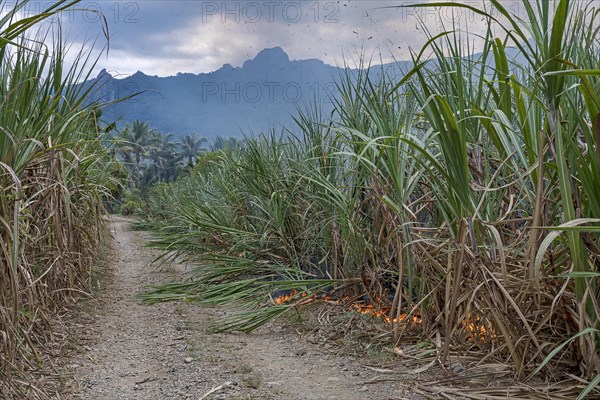 Burning Sugar cane field