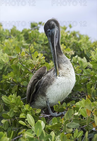 Brown Pelican