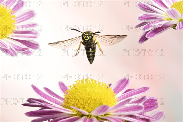 Ancistrocerus nigricornis