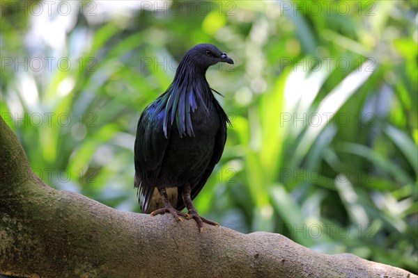 Nicobar Pigeon