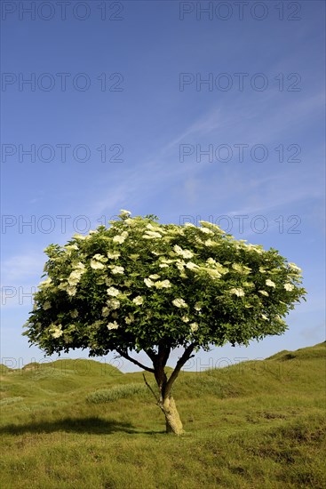 Elderberry