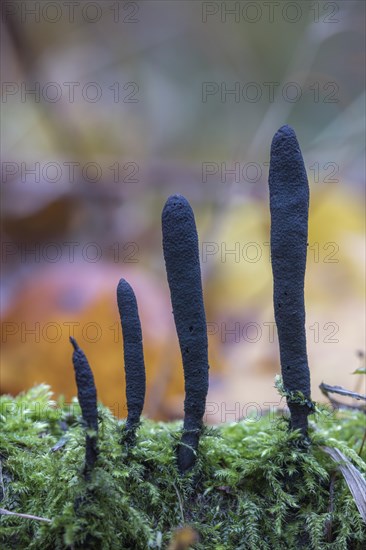 Dead moll's fingers