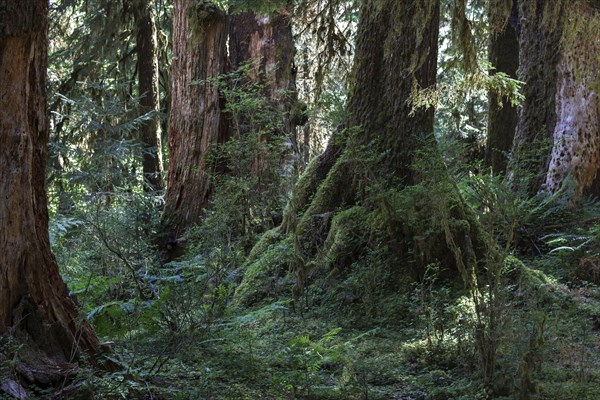 Trees in the Hoh Rainforest
