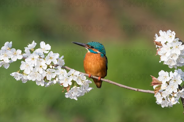 Kingfisher