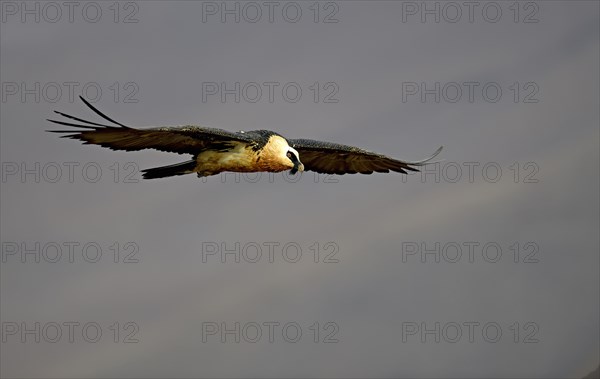 Bearded vulture in flight