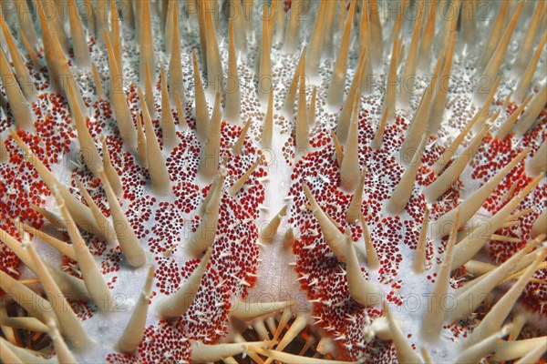 Crown-of-thorns starfish