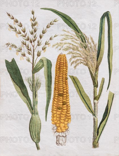 Corn