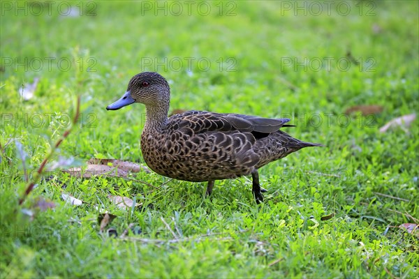 Chestnut-breasted teal