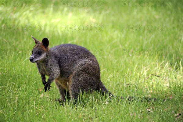 Swamp Wallaby