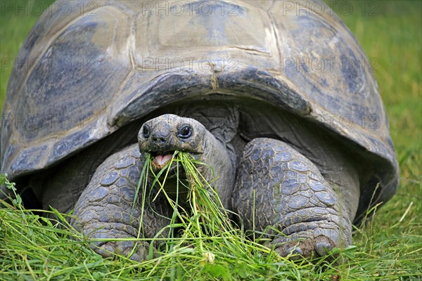 Aldabra Giant Tortoise