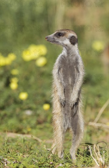 Suricate or meerkat