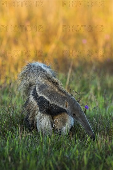 Giant anteater