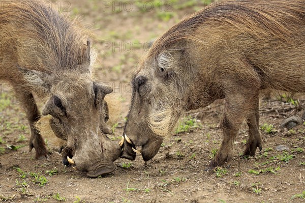 Warthog