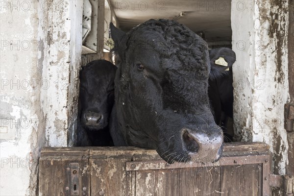 Bull with calf looking out of stable door