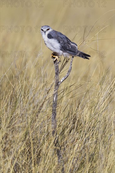 Black-winged Kite