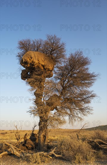 Huge communal nest of Sociable Weavers