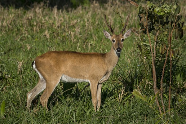 Pampas deer