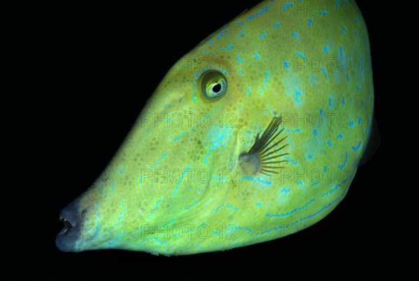 Scrawled Filefish