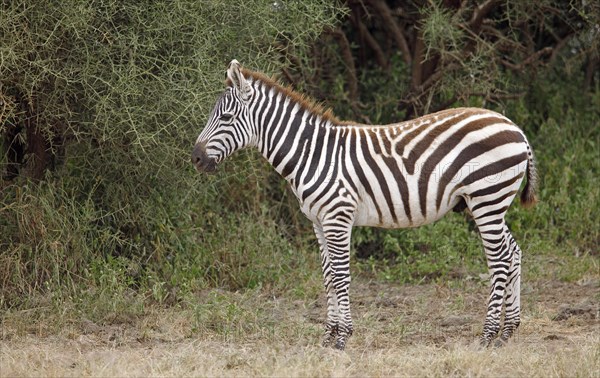 Plains zebra