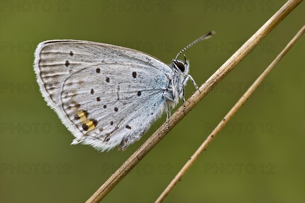 Short-tailed blue