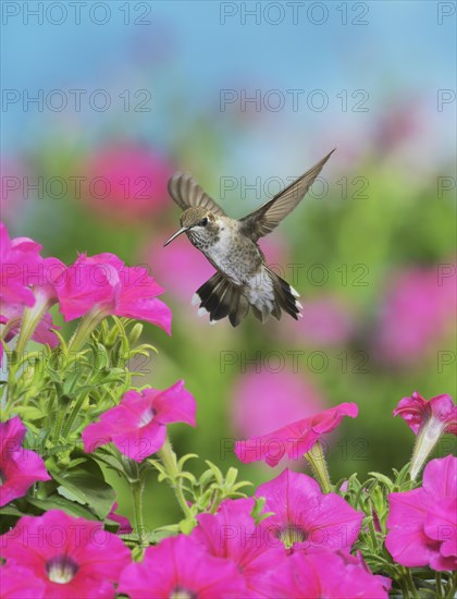 Ruby-throated Hummingbird