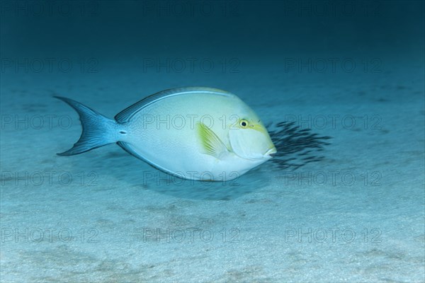 Yellowfin surgeonfish