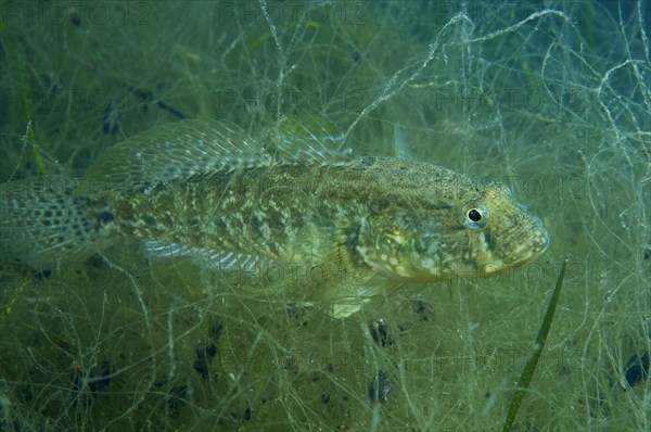 Grass goby