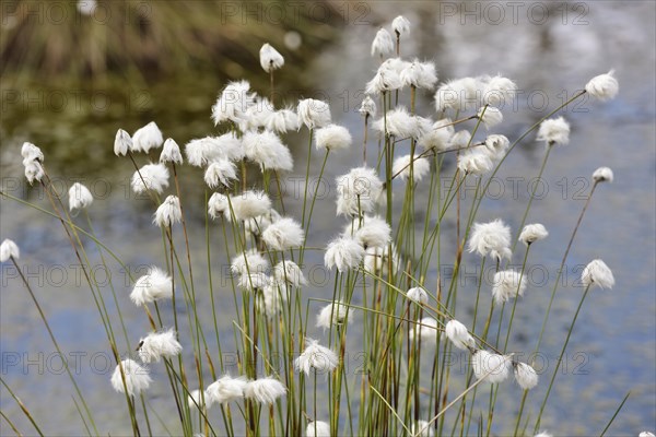 Flowering hare's-tail cottongrass