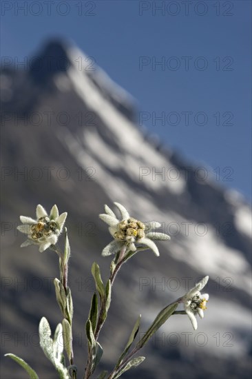 Alps-Edelweiss