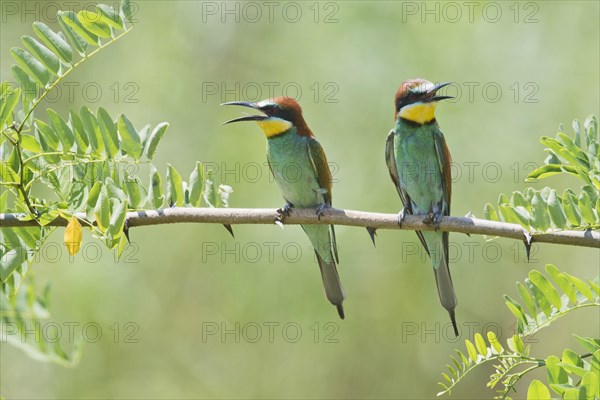 European bee-eaters