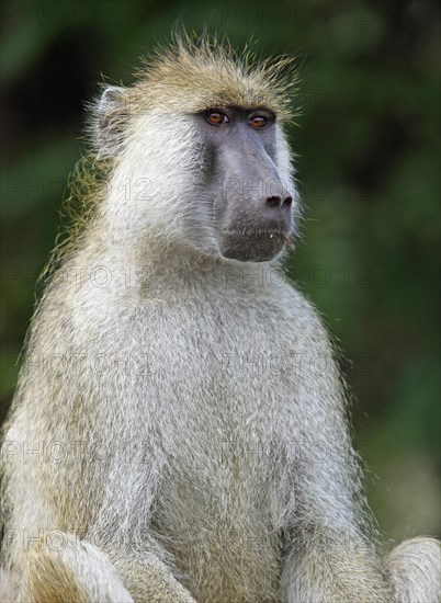 Yellow baboon