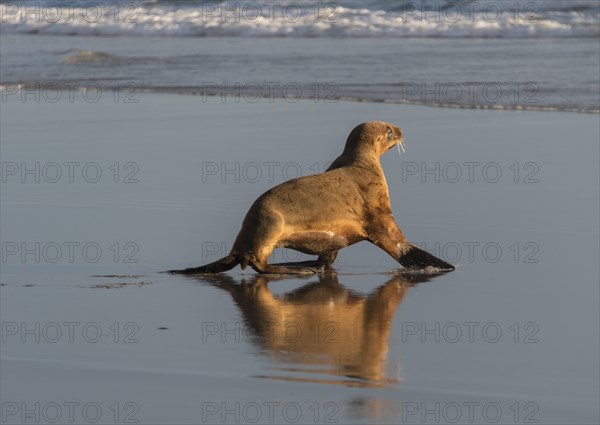 New Zealand Sea Lion