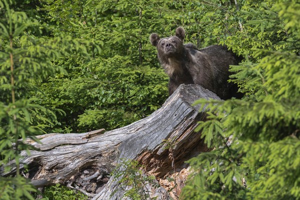 Brown bear