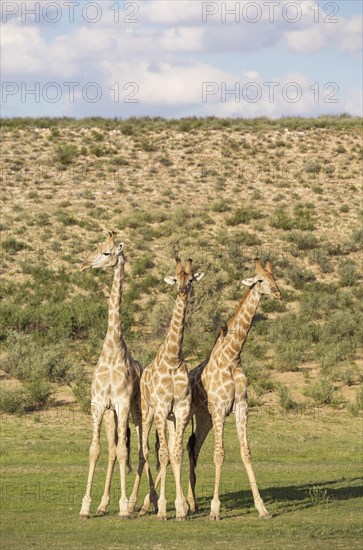 Three Southern Giraffes