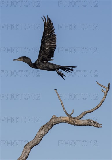 Olivaceous cormorant