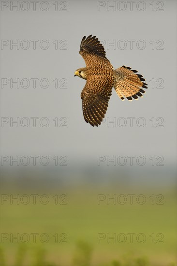 Common kestrel