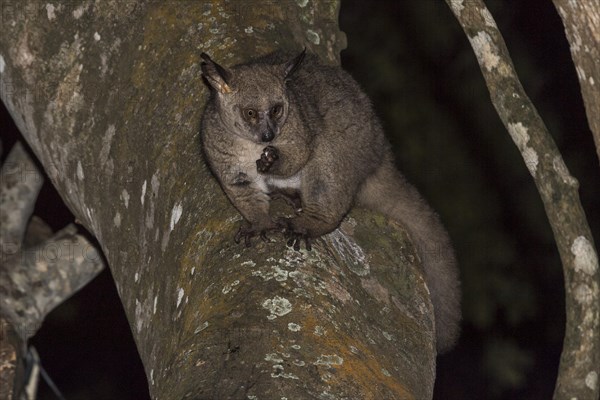 Brown greater galago