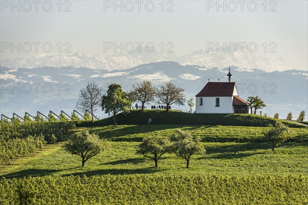 Apple plantation