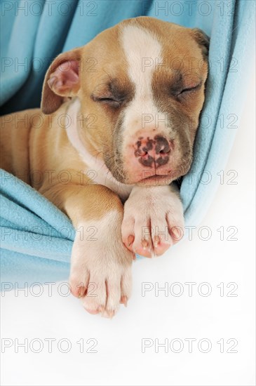 American Staffordshire Terrier