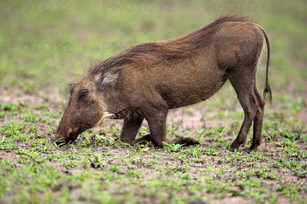 Warthog